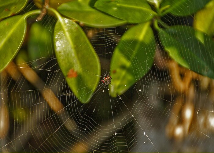 Nature Greeting Card featuring the photograph Mangrove Spider Web by Bob Slitzan