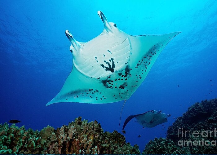 Manta Ray Greeting Card featuring the photograph Manta Reef by Aaron Whittemore