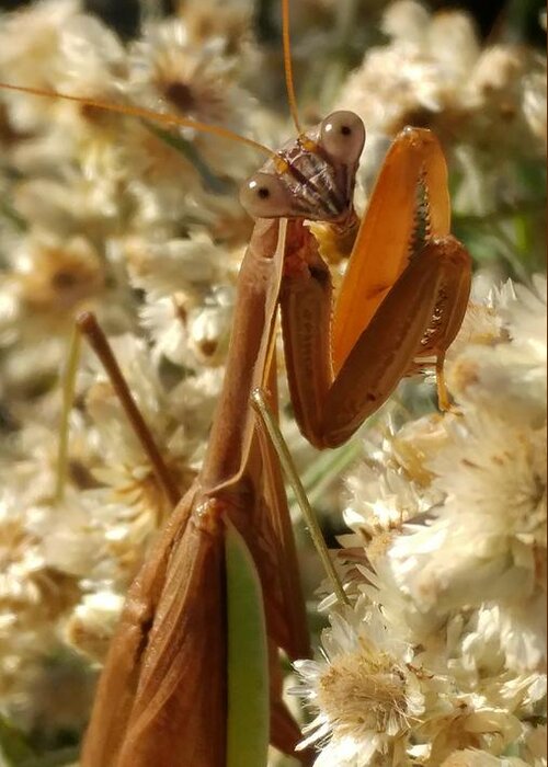 Praying Mantis Greeting Card featuring the photograph Mantis pose by J L Zarek