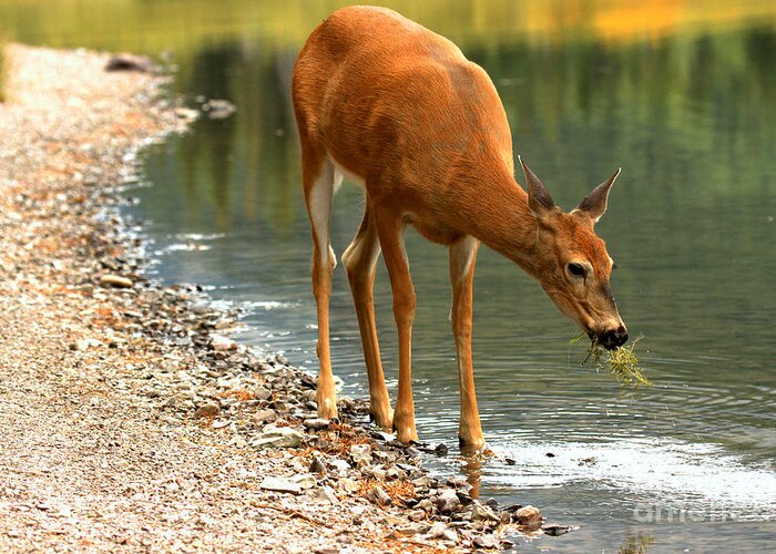 Deer Greeting Card featuring the photograph A Healthy Mouthful by Adam Jewell