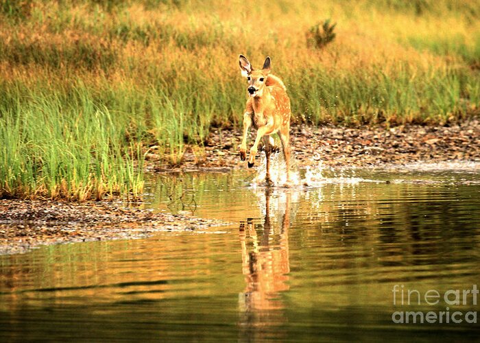 Deer Greeting Card featuring the photograph Junior Dashing Through The Water by Adam Jewell