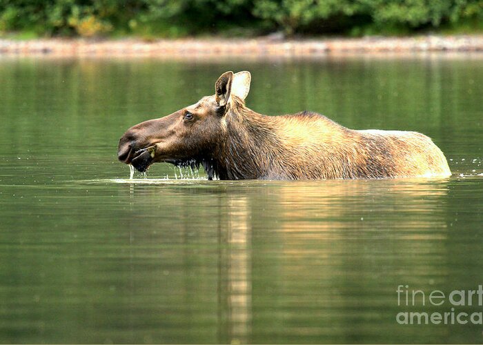  Greeting Card featuring the photograph Many Glacier Moose 7 by Adam Jewell