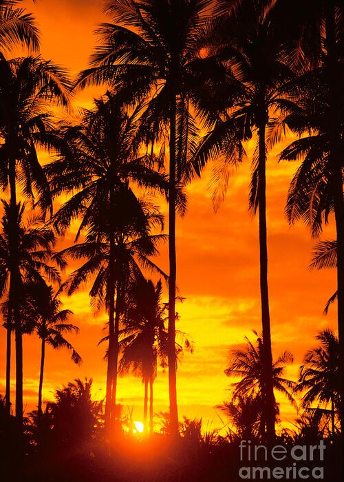 Bright Greeting Card featuring the photograph Many Palms by Dana Edmunds - Printscapes