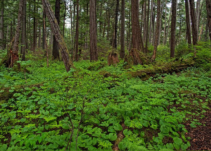 Trail Greeting Card featuring the photograph Many Shades of Green - Rainforest Trail - Juneau Alaska by Cathy Mahnke