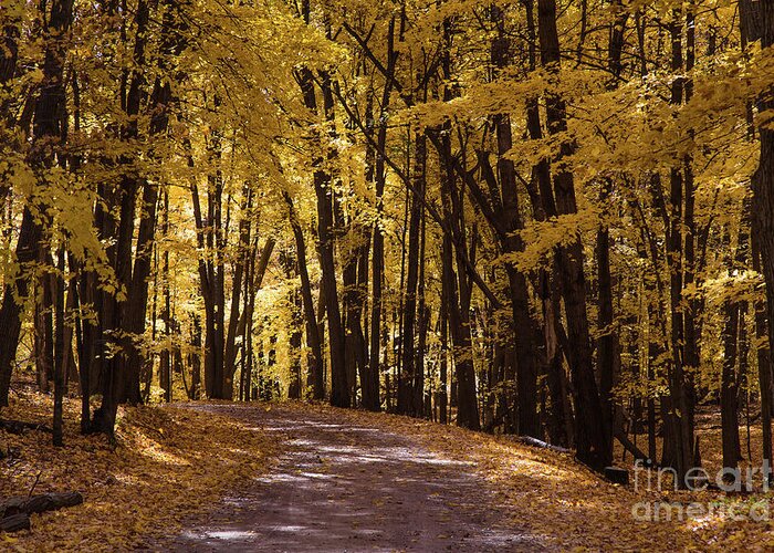 Fall Greeting Card featuring the photograph Maple Glory by CJ Benson