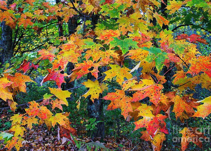 Maple Leaves Greeting Card featuring the photograph Maple Leaves Fall Color by Thomas R Fletcher