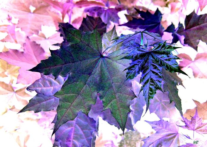 Dramatic Greeting Card featuring the photograph Maple Magnetism by Will Borden