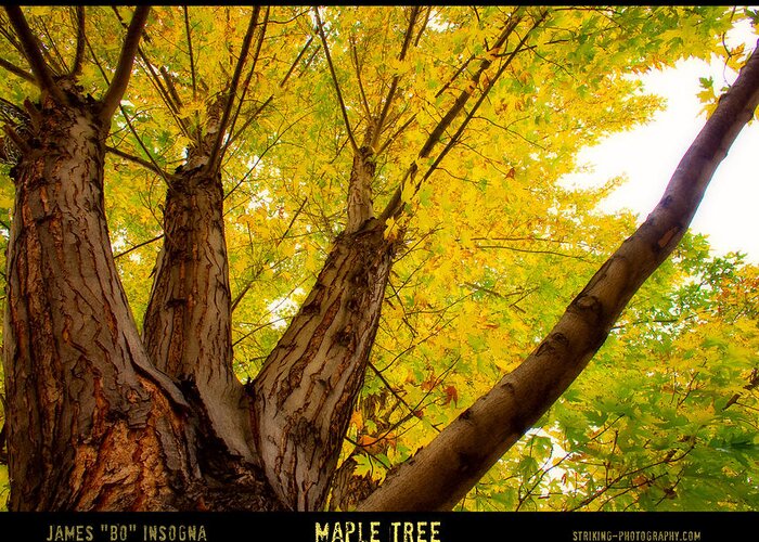 Autumns Greeting Card featuring the photograph Maple Tree Poster by James BO Insogna