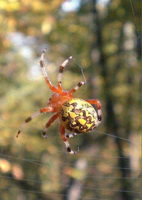 Virginia Marbled Orb Weaver Images Marbled Orb Weaver Photo Prints Red Black And Yellow Spider Images Orb Weaver Pictures Spider Diversity Food Web Forest Ecosystem Nature Biodiversity Arachnid Images Greeting Card featuring the photograph Marbled Orb Weaver by Joshua Bales