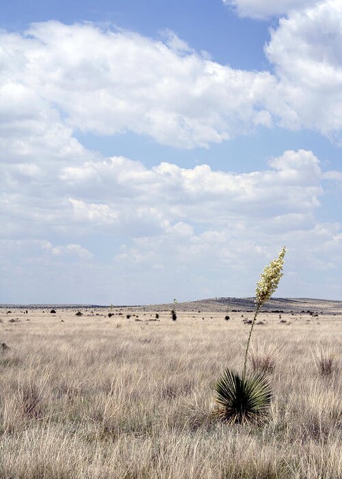 Arid Greeting Card featuring the photograph Marfa Yucca by Alycia Christine