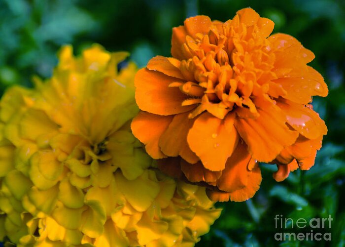 Marigold Greeting Card featuring the photograph Marigold 1 by Metaphor Photo