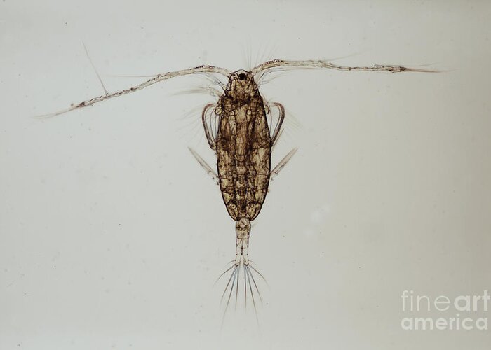 Copepod Greeting Card featuring the photograph Marine Copepod by Thomas Fromm