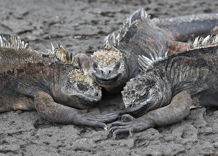 Iguana Greeting Card featuring the photograph Marine Iguana Rendevous by Ben Foster