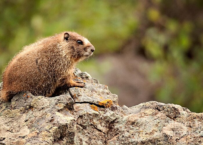 Colorado Greeting Card featuring the photograph Marmot by Lana Trussell