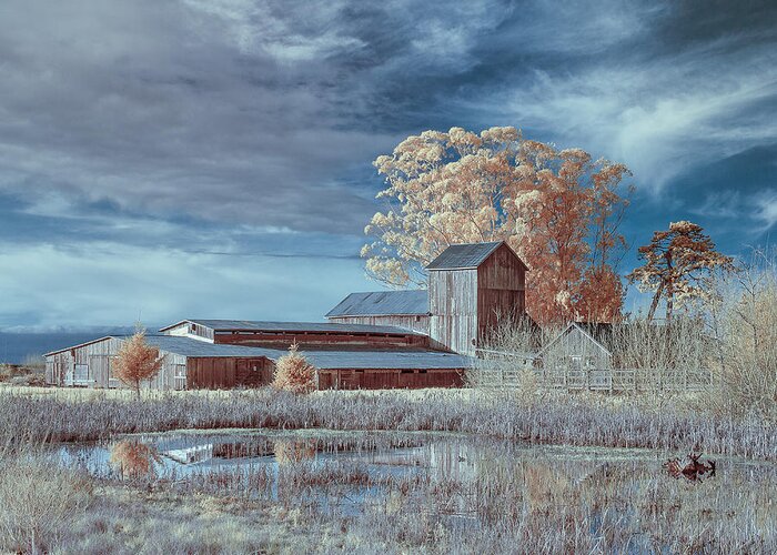 Greg Nyquist Greeting Card featuring the photograph Marsh and Barn in Infrared 1 by Greg Nyquist