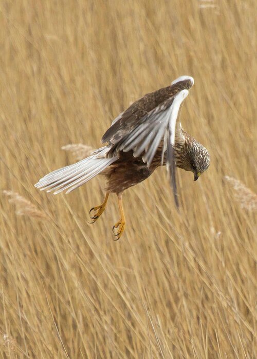 Marsh Greeting Card featuring the photograph Marsh Harrier Hunting by Wendy Cooper