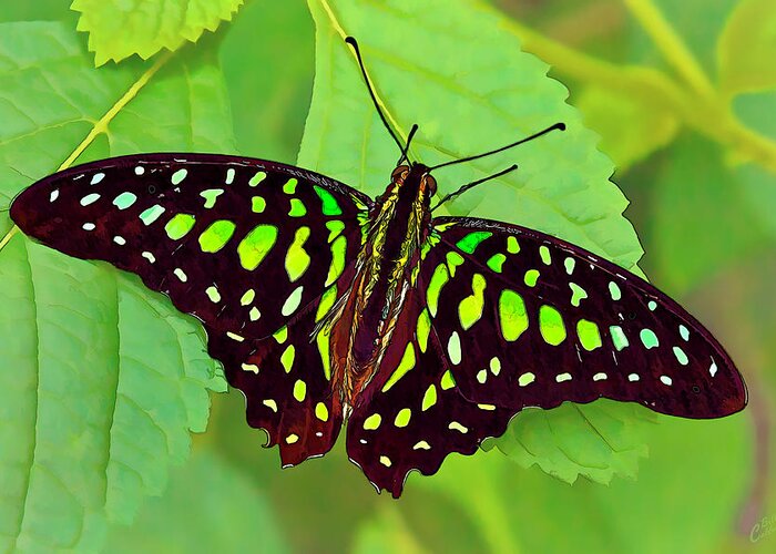 Nature Greeting Card featuring the photograph Marvelous Malachite Butterfly 2 by ABeautifulSky Photography by Bill Caldwell