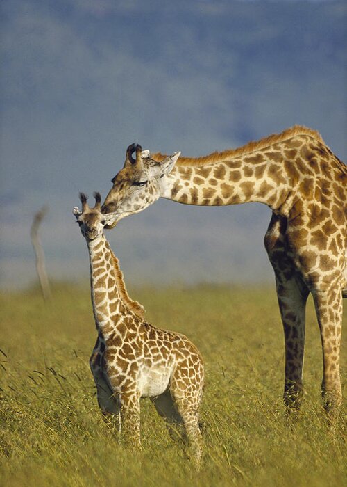 Mp Greeting Card featuring the photograph Masai Giraffe Mother And Young Kenya by Tim Fitzharris