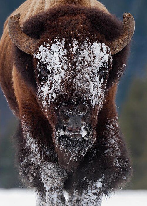 Mark Miller Photos Greeting Card featuring the photograph Masked Bison II by Mark Miller