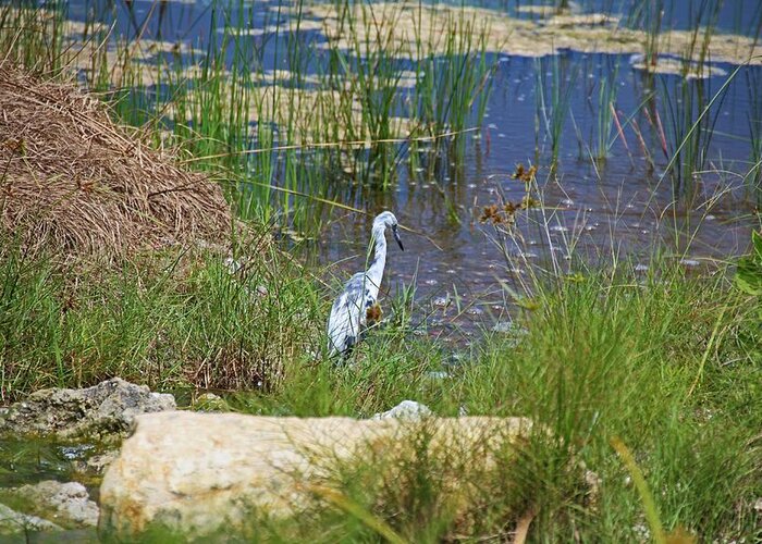 Blue Heron Greeting Card featuring the photograph Master of His Sea by Michiale Schneider
