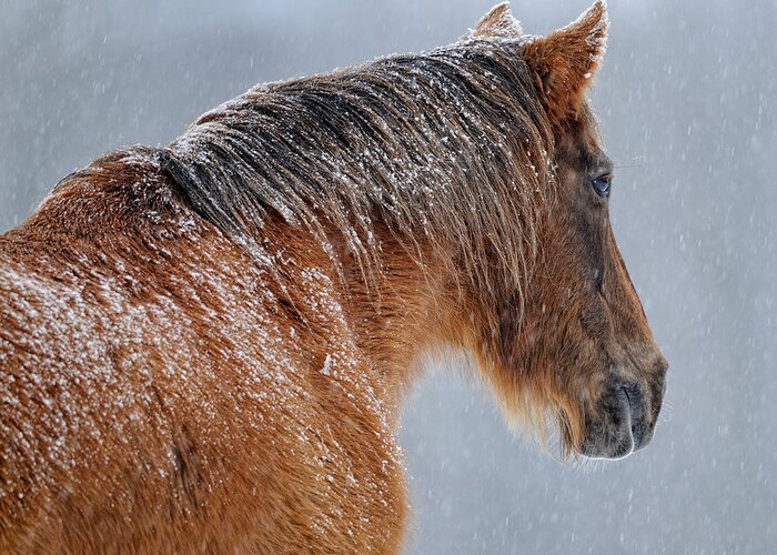 Horse Greeting Card featuring the photograph Maude in Snowfall by Don Schroder