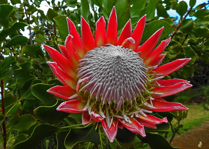 Flowers Greeting Card featuring the photograph Maui King Protea I by Elizabeth Hoskinson