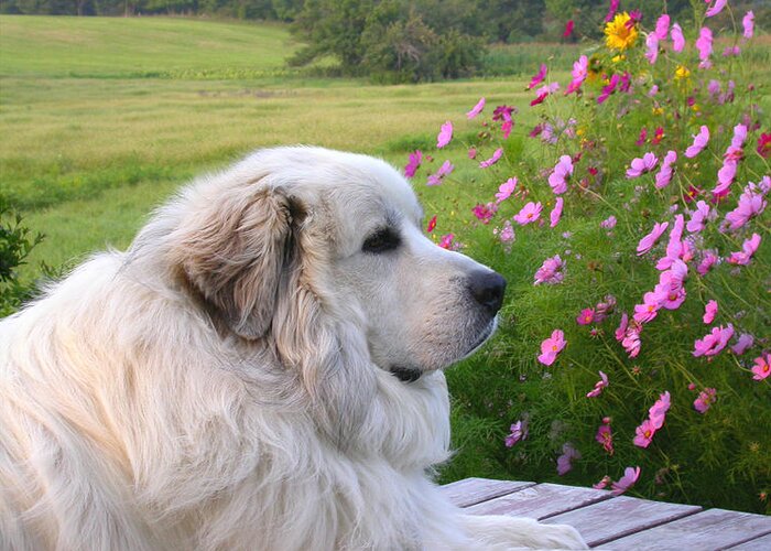 Great Pyrenees Greeting Card featuring the photograph Maurice by Linda Murphy