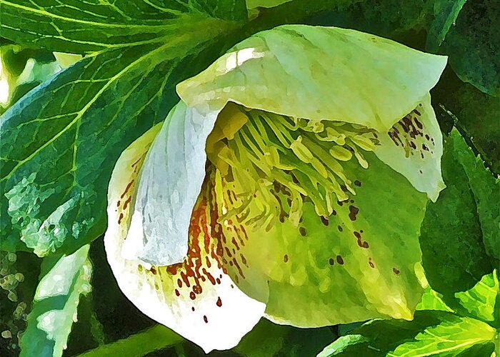 Hellebore Greeting Card featuring the photograph May Lenten Rose by Janis Senungetuk