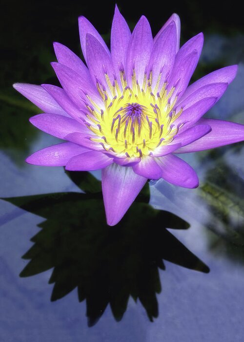 Aquatic Greeting Card featuring the photograph Beautiful reflection of waterlily in a pond. by Usha Peddamatham