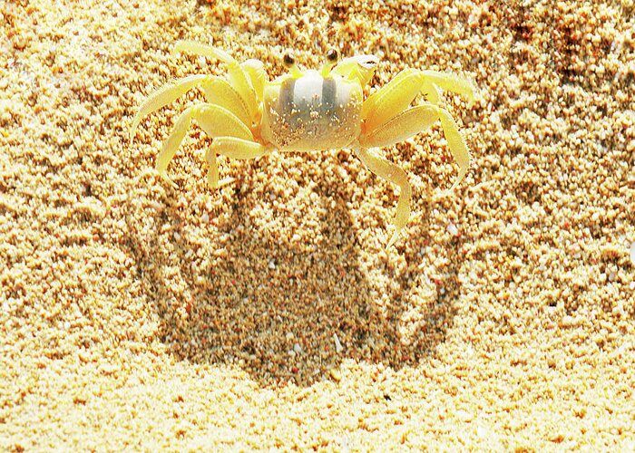 Land Crab Greeting Card featuring the photograph Me and My Shadow by Rianna Stackhouse
