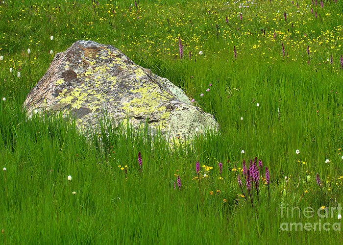 Mountain Wildflowers; Mountain Flowers Greeting Card featuring the photograph Meadow Rock by Jim Garrison