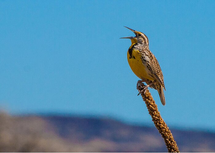 Meadowlark Greeting Card featuring the photograph Meadowlark In Spring by Mindy Musick King