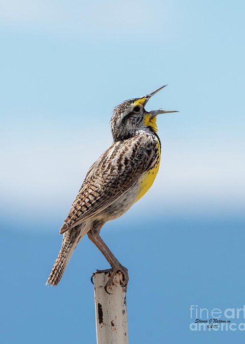 Natanson Greeting Card featuring the photograph Meadowlark Singing by Steven Natanson