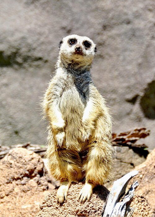 Meerkat Greeting Card featuring the photograph Meerkat by Amy McDaniel