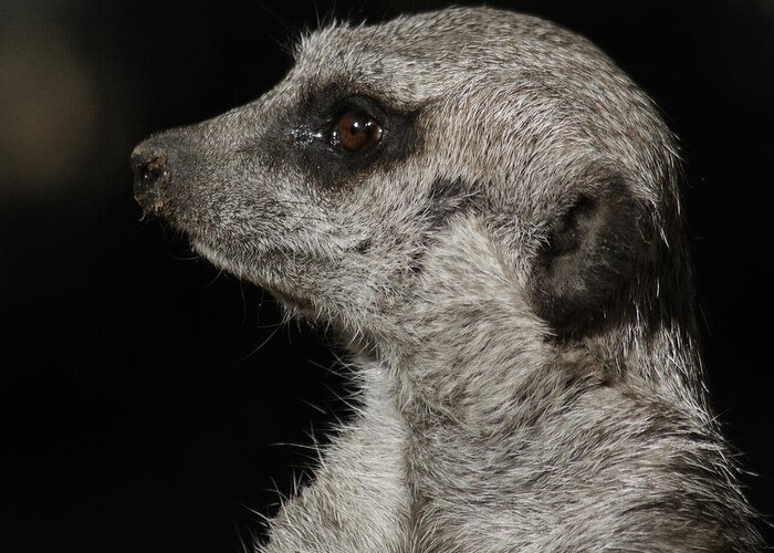 Meerkat Greeting Card featuring the photograph Meerkat Profile by Ernest Echols