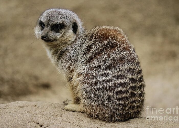 Meerkat Greeting Card featuring the photograph Meerkat by Suzanne Luft