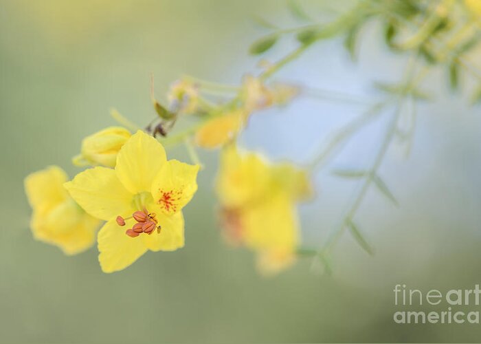 Palo Verde Greeting Card featuring the photograph Mellow Yellow by Tamara Becker