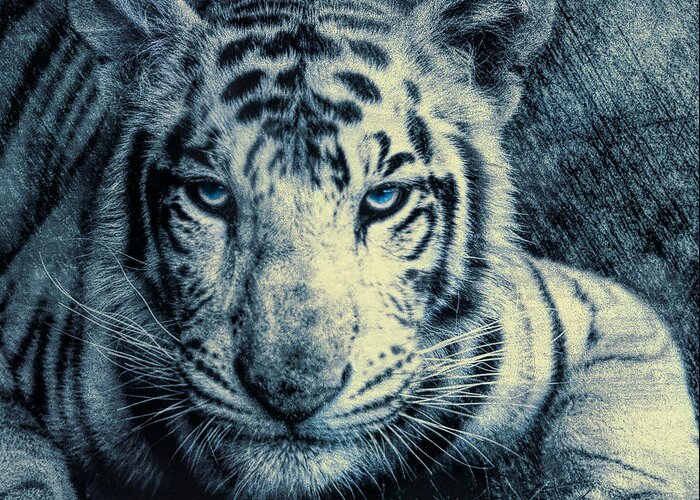 Bengal Tiger Greeting Card featuring the photograph Mesmerized by Annette Hugen