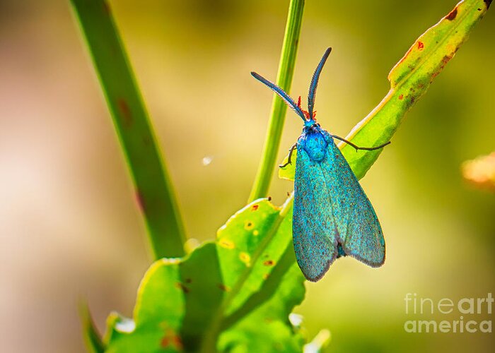 Adscita Obscura Greeting Card featuring the photograph Metallic Forester Moth by Jivko Nakev