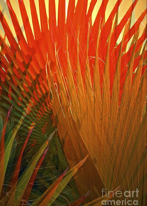 Mexican Palm Greeting Card featuring the photograph Mexican Palm by Gwyn Newcombe