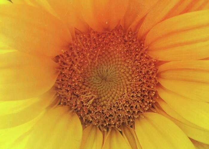 Natureaddict Greeting Card featuring the photograph #mextures #mexturesapp #sunflower by Heather Green