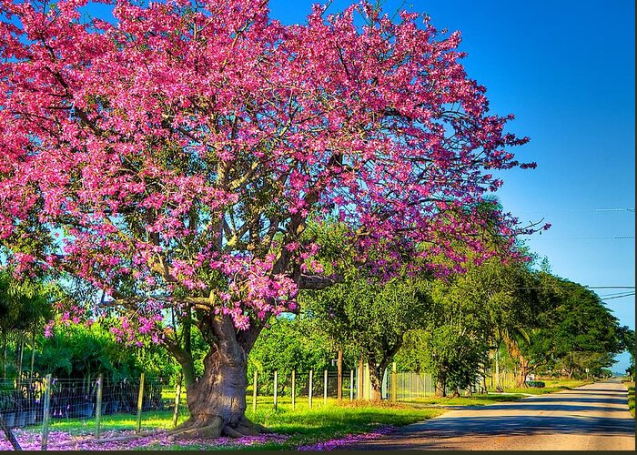 Silk Floss Tree Greeting Card featuring the photograph Miami's Fall Colors by William Wetmore