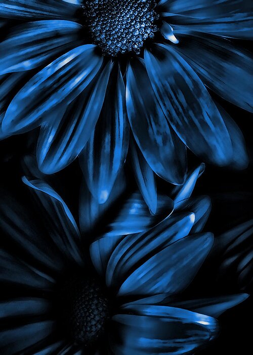 Midnight Blue Greeting Card featuring the photograph Midnight Blue Gerberas by Bonnie Bruno