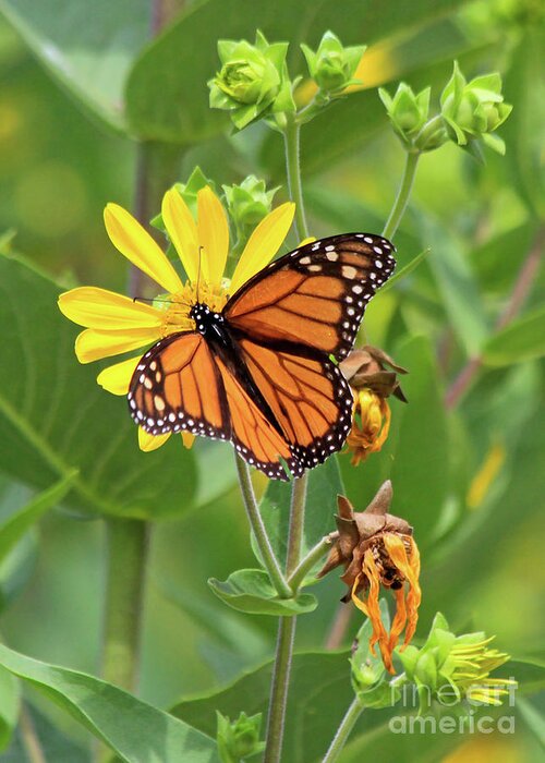 Monarch Butterfly Greeting Card featuring the photograph Mighty Monarch  by Paula Guttilla