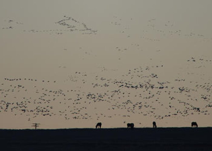 Geese Greeting Card featuring the photograph Migration at Dawn by Whispering Peaks Photography