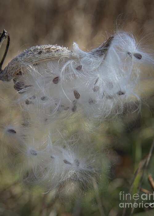 Seeds Greeting Card featuring the photograph Milkweed by Alana Ranney