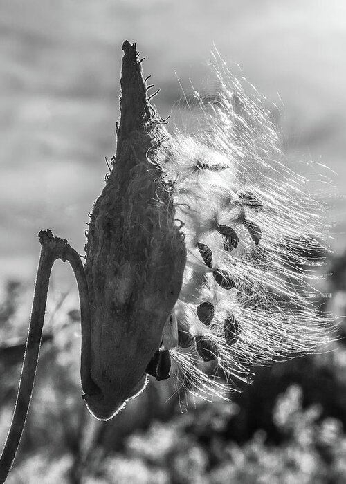 Milkweed Greeting Card featuring the photograph Milkweed Pod Back Lit B and W by Lon Dittrick