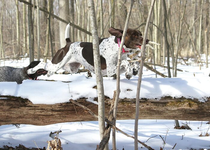 Dog Greeting Card featuring the photograph Millie Over Log by Brook Burling