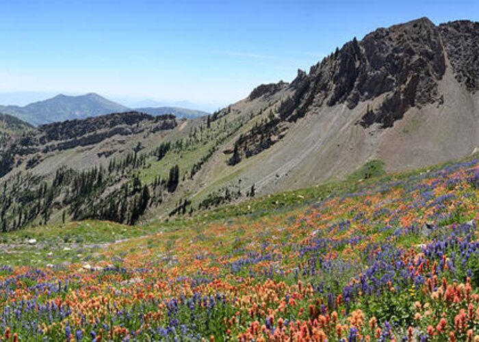 Utah Greeting Card featuring the photograph Mineral Basin Wildflower Panoramic by Brett Pelletier