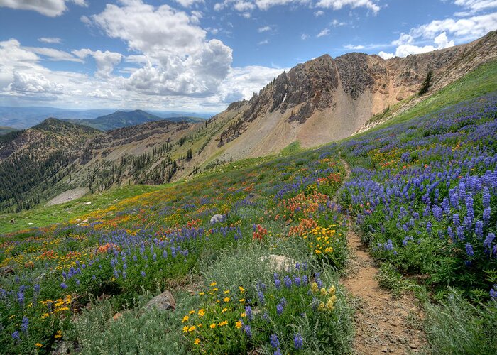Wildflower Greeting Card featuring the photograph Mineral Basin Wildflowers by Brett Pelletier